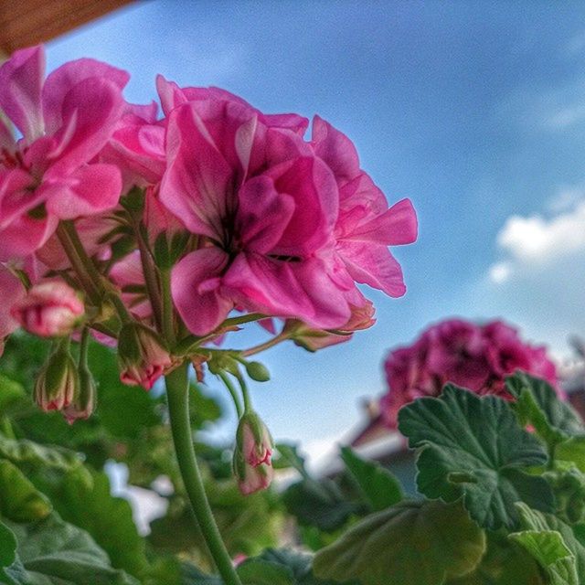 flower, freshness, fragility, petal, growth, flower head, beauty in nature, pink color, blooming, close-up, nature, plant, leaf, focus on foreground, in bloom, sky, blossom, low angle view, day, outdoors