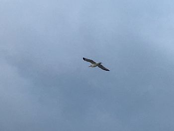 Low angle view of bird flying against clear sky