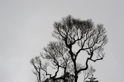 Low angle view of silhouette tree against clear sky