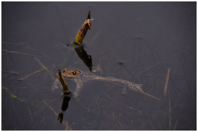 Close-up of spider swimming in sea