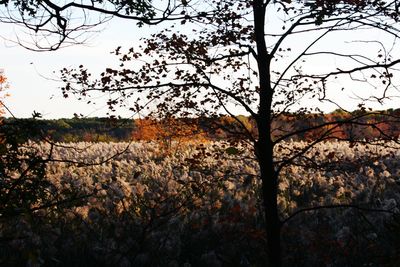 Trees on field against sky during autumn