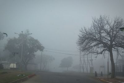 Trees and electricity pylon