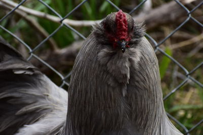 Close-up of a bird