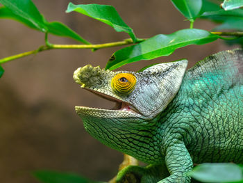 Close-up of a lizard