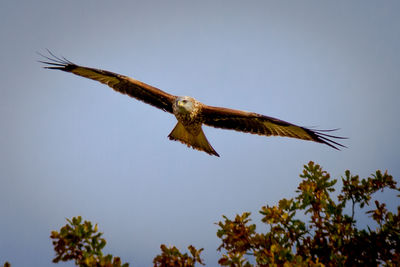 Low angle view of eagle flying against clear sky