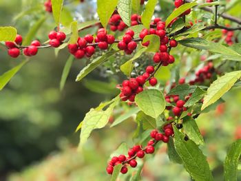 Close-up of red berries growing on tree