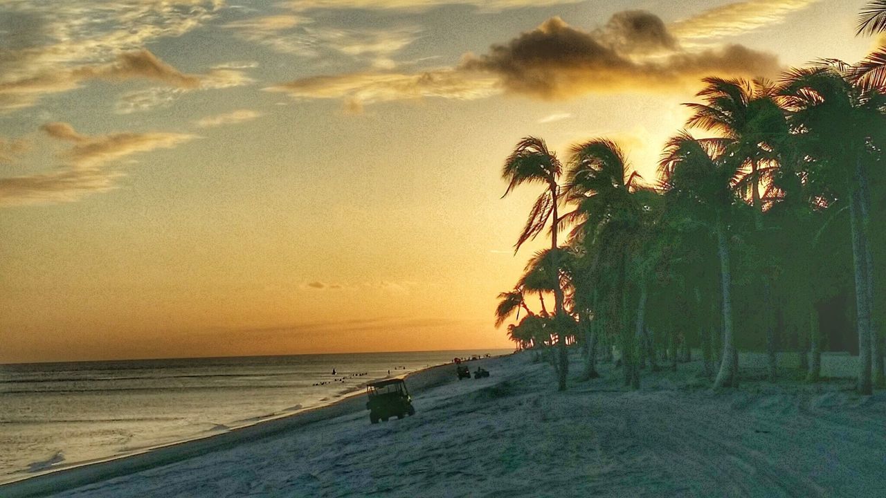 Coconut trees and beaches