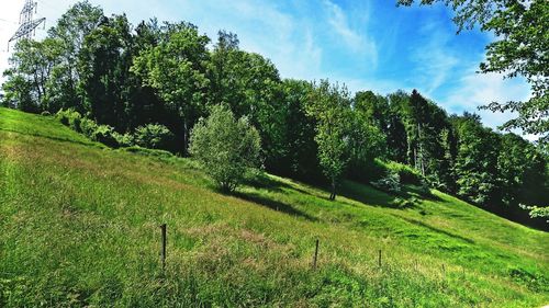 Trees on grassy field