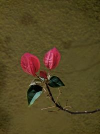 Close-up of pink flower