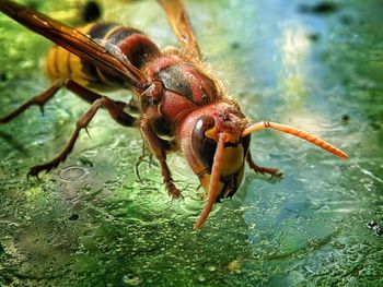 Close-up of insect