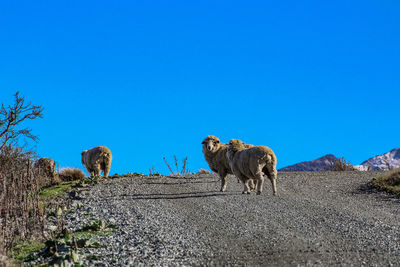 View of an animal on field against clear sky