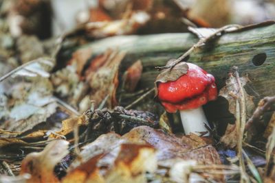 Close-up of red object