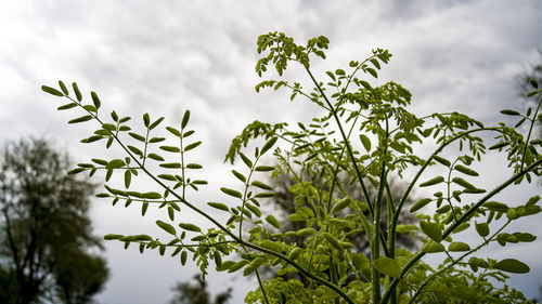 Low angle view of tree against sky