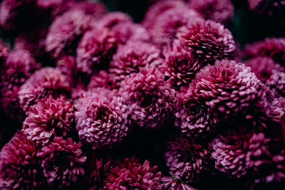 Full frame shot of plants