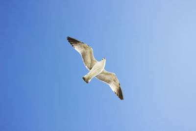 Low angle view of seagull flying