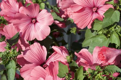 Close-up of pink flowering plants