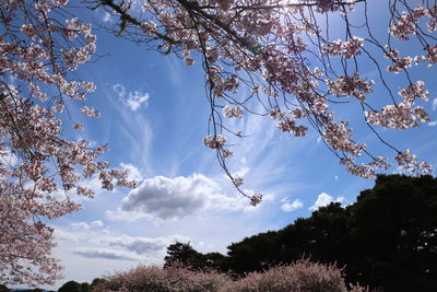 Low angle view of cherry blossoms against sky