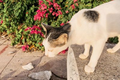 View of cat on flower