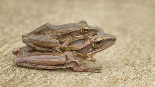 Close-up of frog on sand