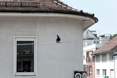 Low angle view of bird perching on building