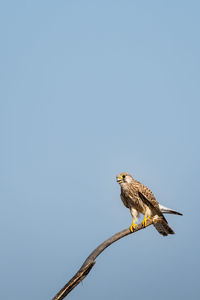 Low angle view of eagle perching on the sky