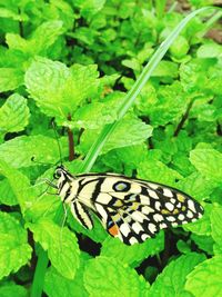 Close-up of butterfly on leaf