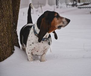 Dog looking away on snow covered land