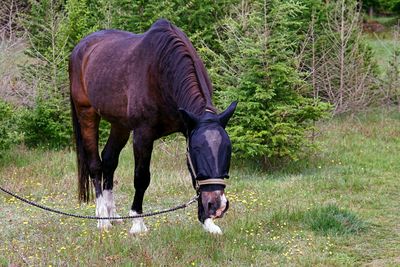 Horse standing in a field