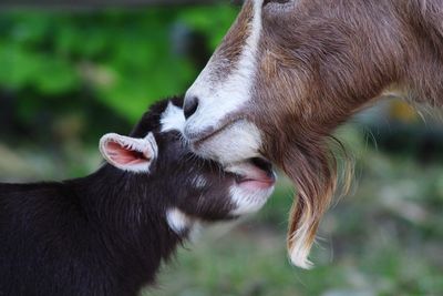 Close-up of goats on field