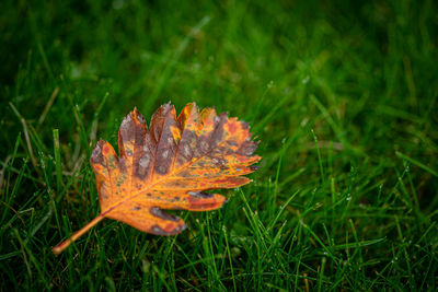 Close-up of orange maple leaf on field