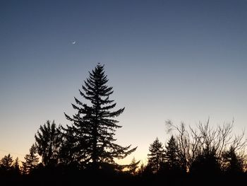 Silhouette trees against sky at night