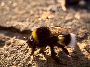 Close-up of bee