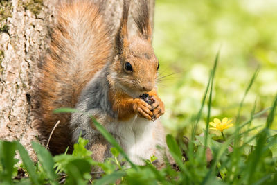 Squirrel on a field