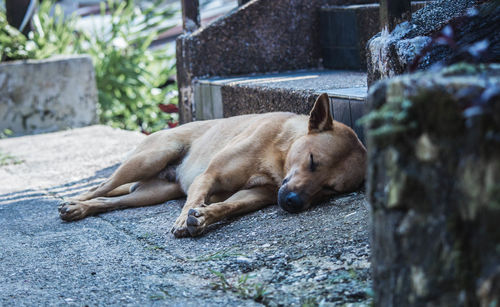 Close-up of dog sleeping outdoors