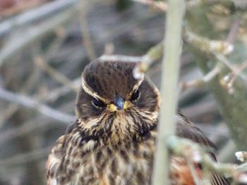 Close-up of a bird