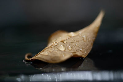 Close-up of dried leaf on table