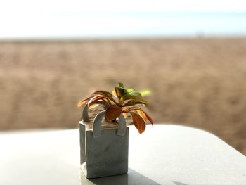 Close-up of plant on table by sea against sky