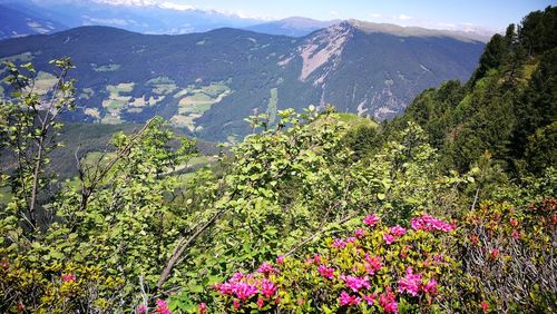 Scenic view of flowering plants and mountains