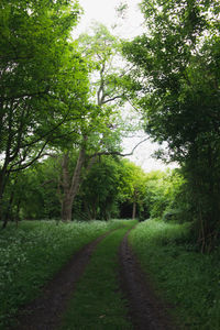 Scenic view of green landscape against sky