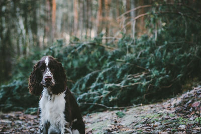 Close-up portrait of english springer spaniel in forest