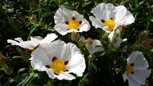 Close-up of white flowers blooming outdoors