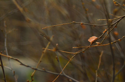 Close-up of dry leaves on branch