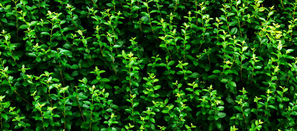 Green leaves background. textured small leaves wall.