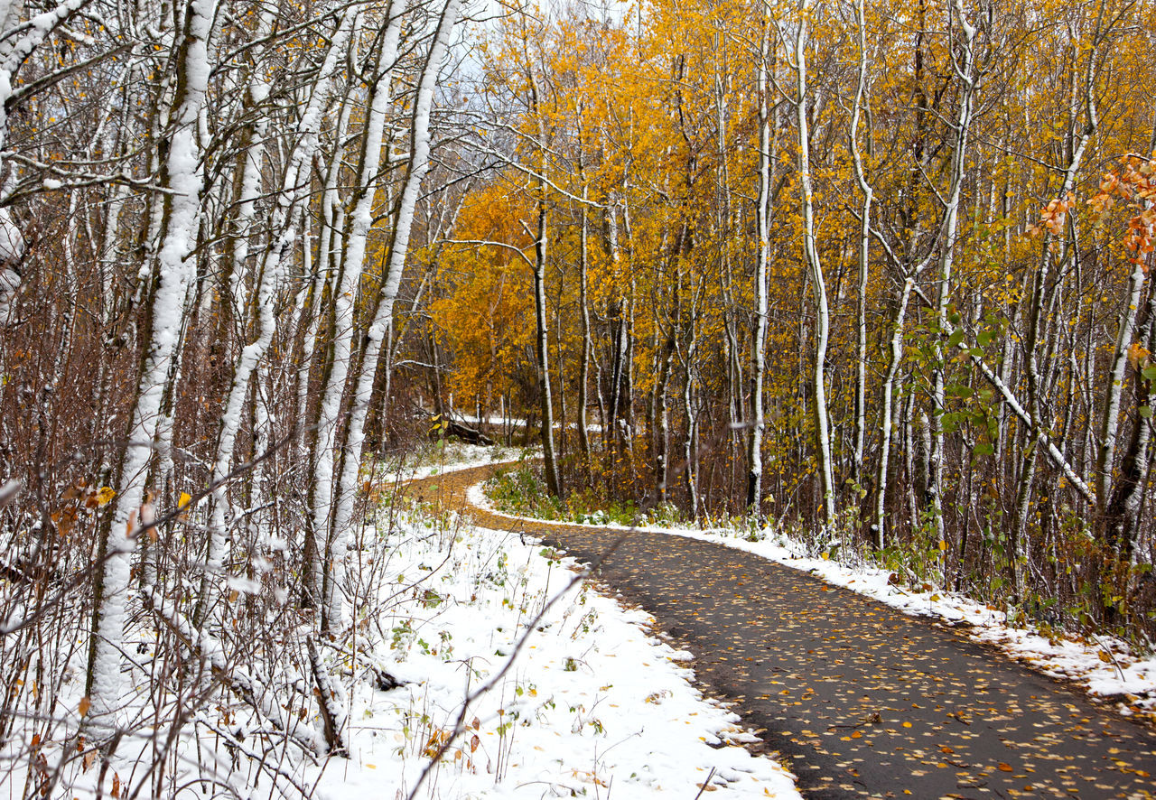 TREES GROWING IN FOREST DURING WINTER