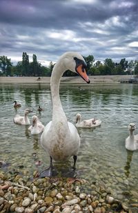 Swans swimming on lake against sky