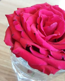 Close-up of pink rose in vase