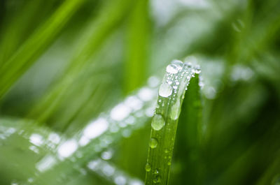 Close-up of raindrops on leaves