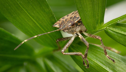 Close-up of spider on leaf