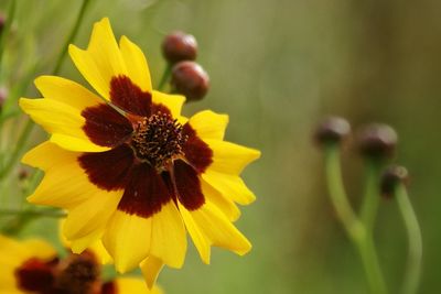 Close-up of yellow flower