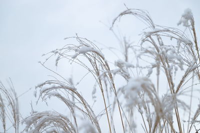 Close-up of stalks in field against sky